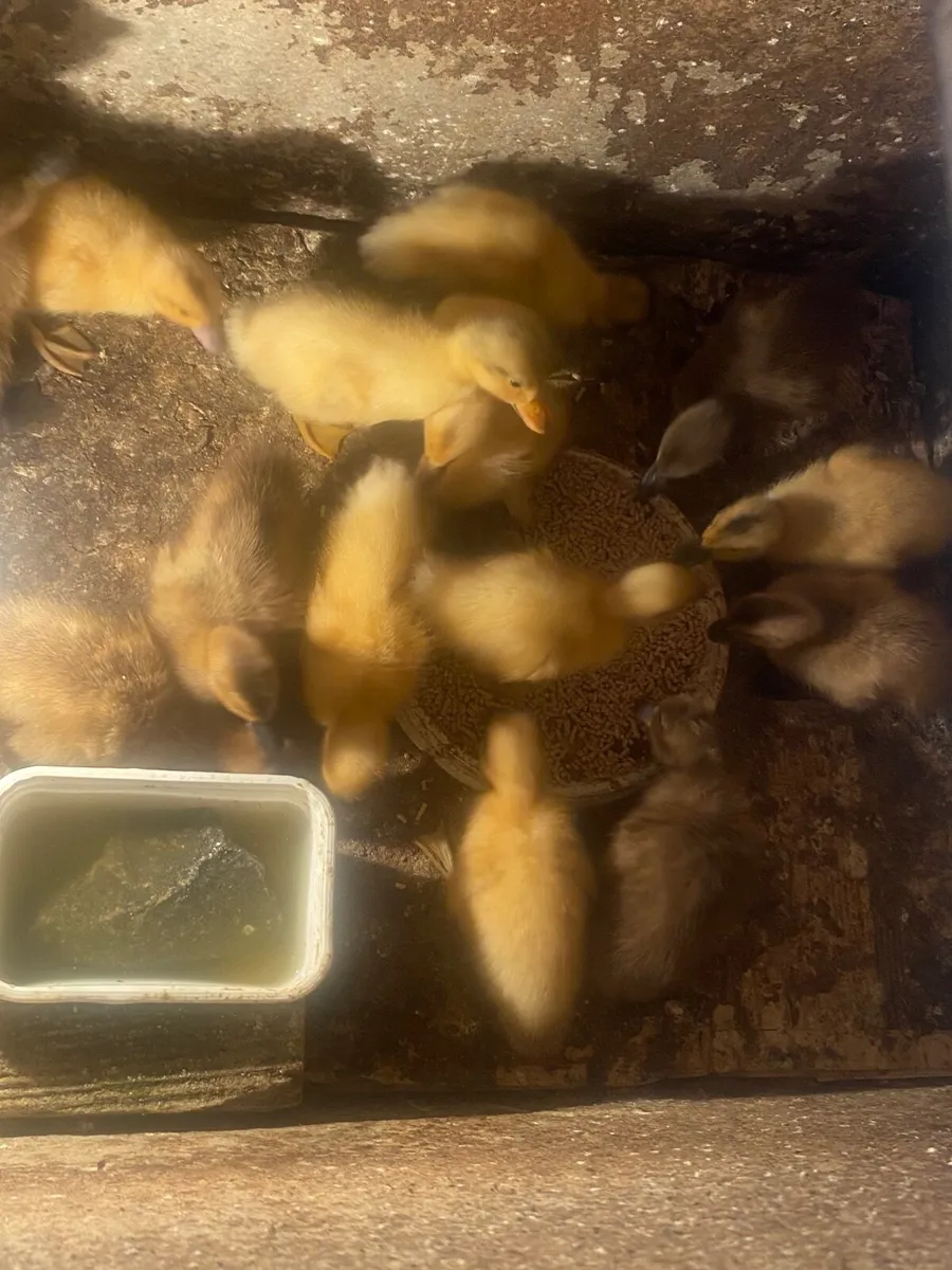Ducklings - Image 2