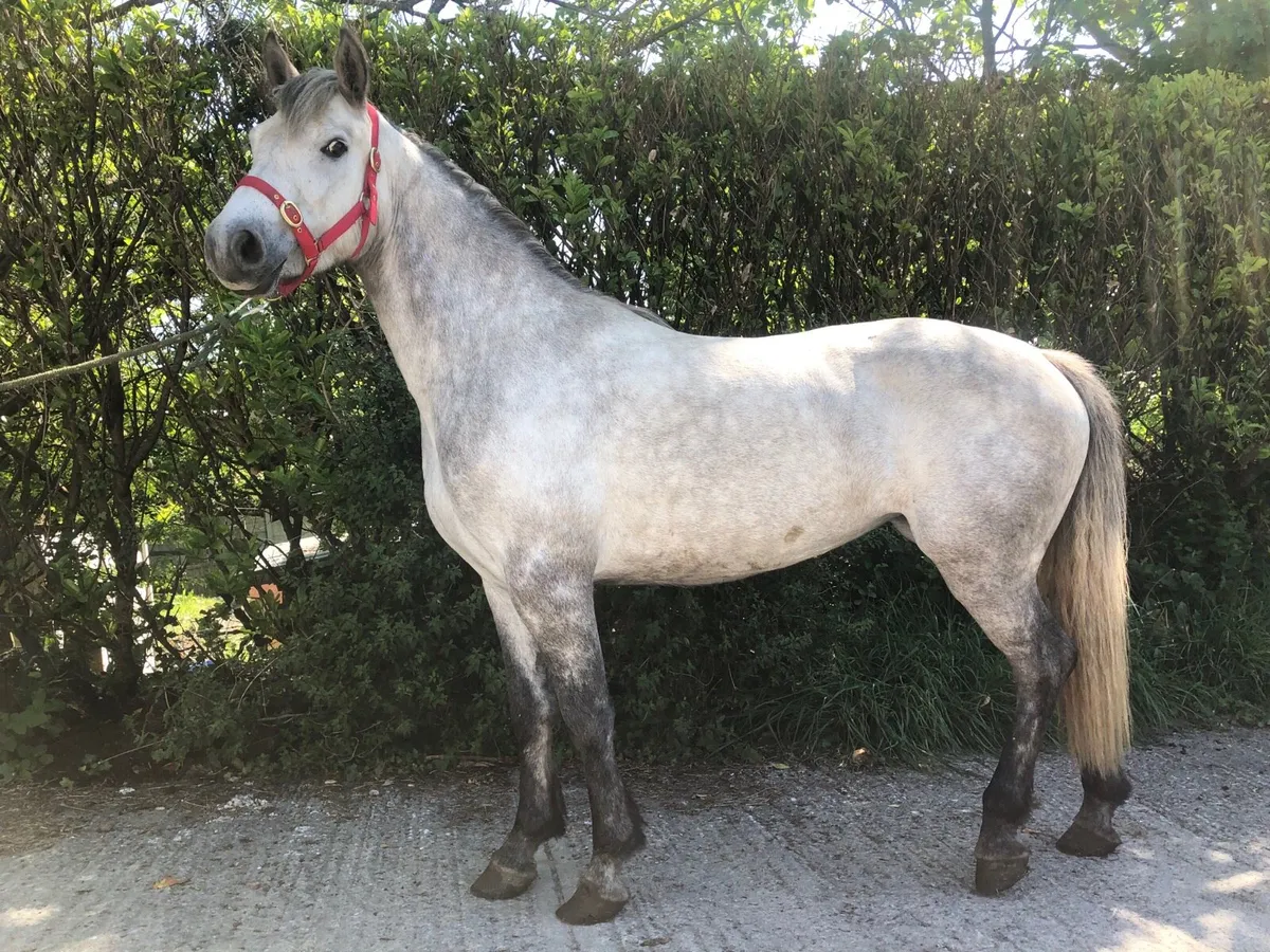 Connemara pony - Image 1