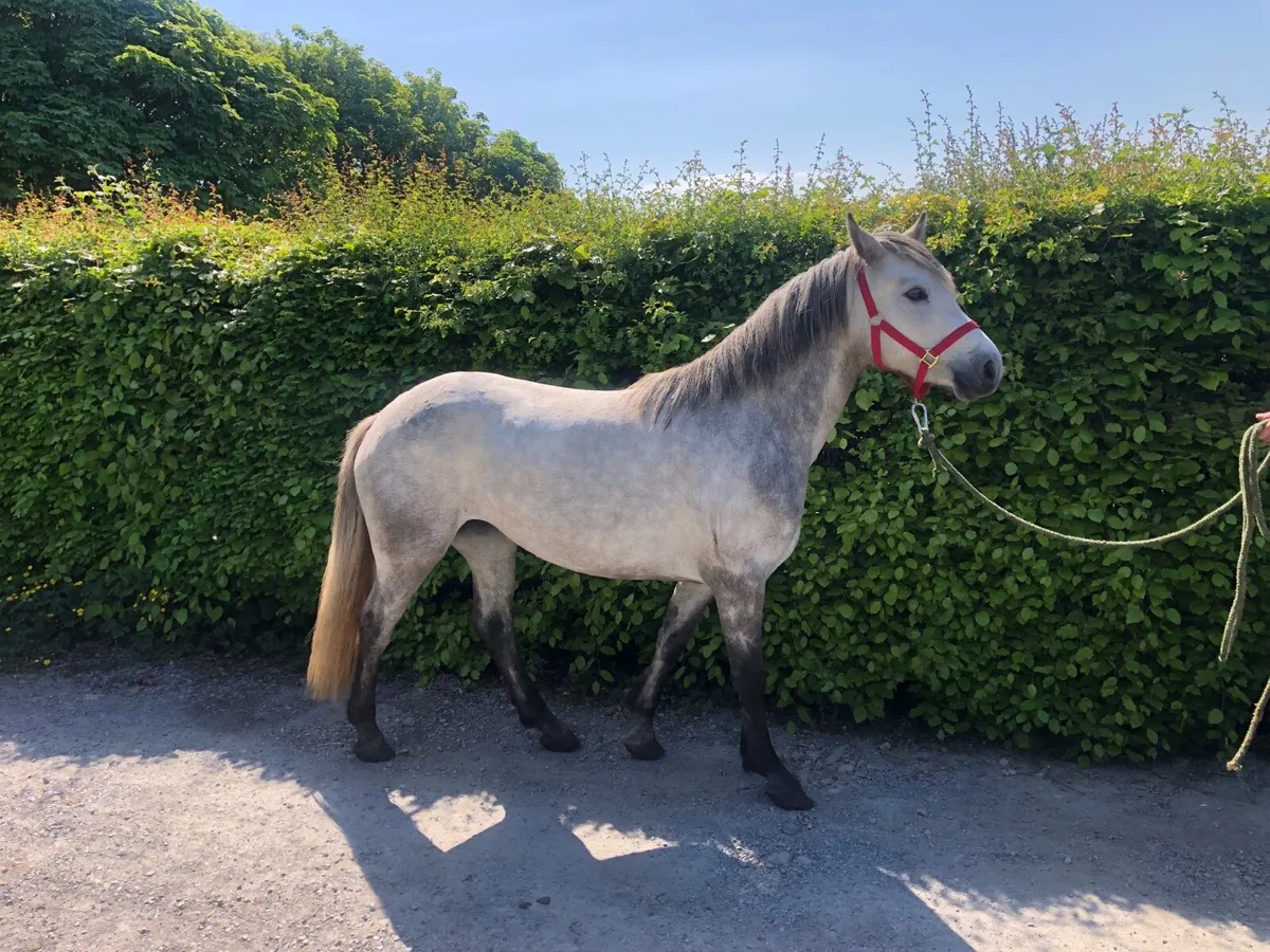 Connemara pony - Image 2