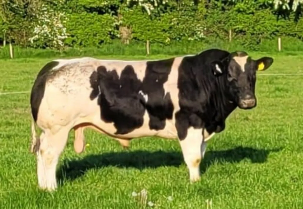 Bull