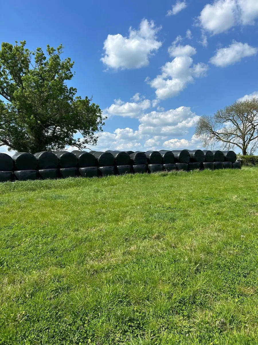 Silage bales for sale - Image 2