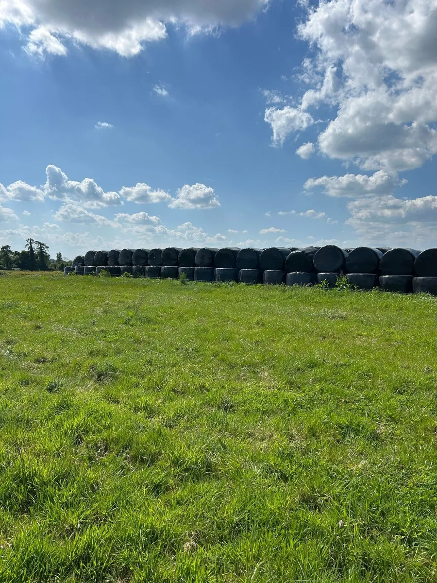 Silage bales for sale - Image 3