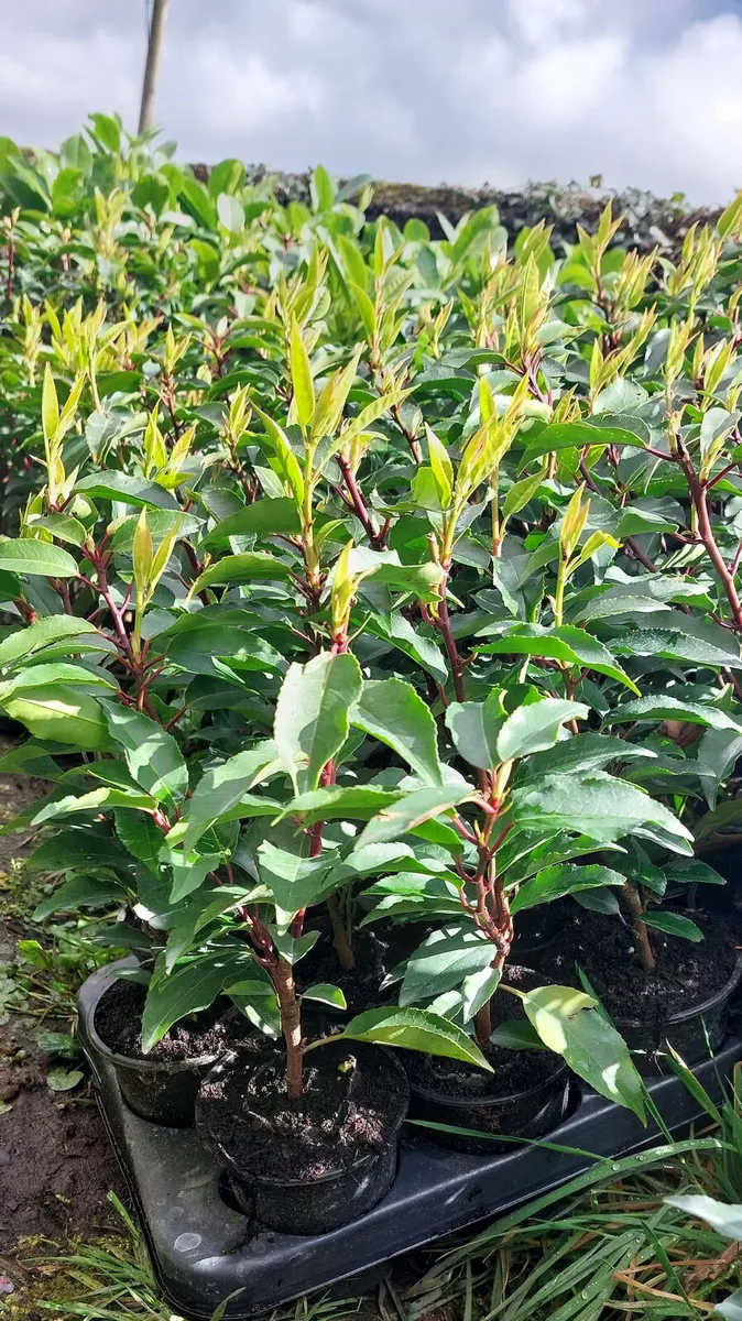 Portuguese Laurel - Image 1