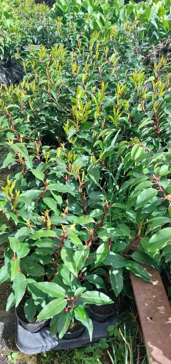 Portuguese Laurel - Image 3