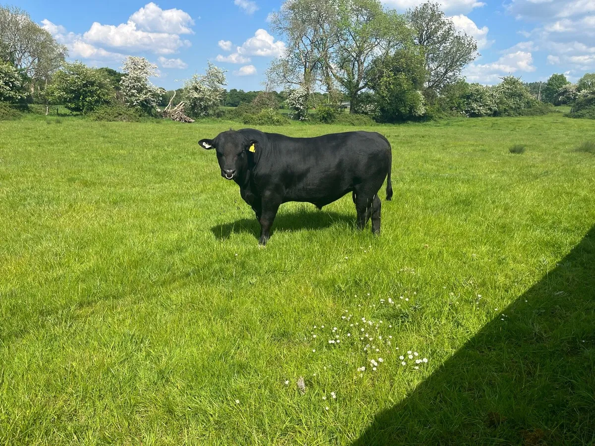 Pedigree Angus Bull - Image 1