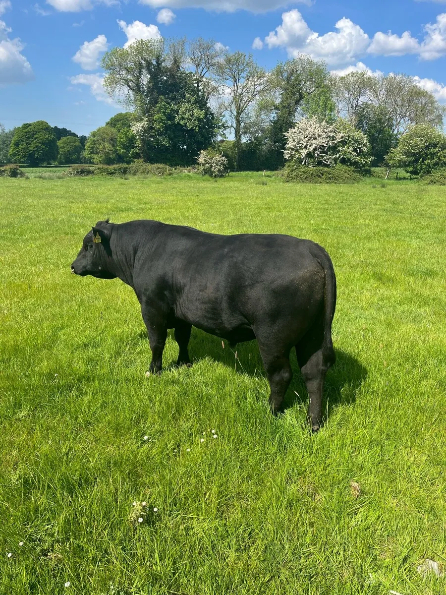 Pedigree Angus Bull - Image 2