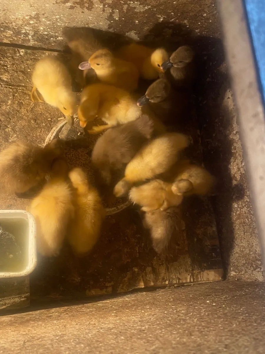 Ducklings - Image 1