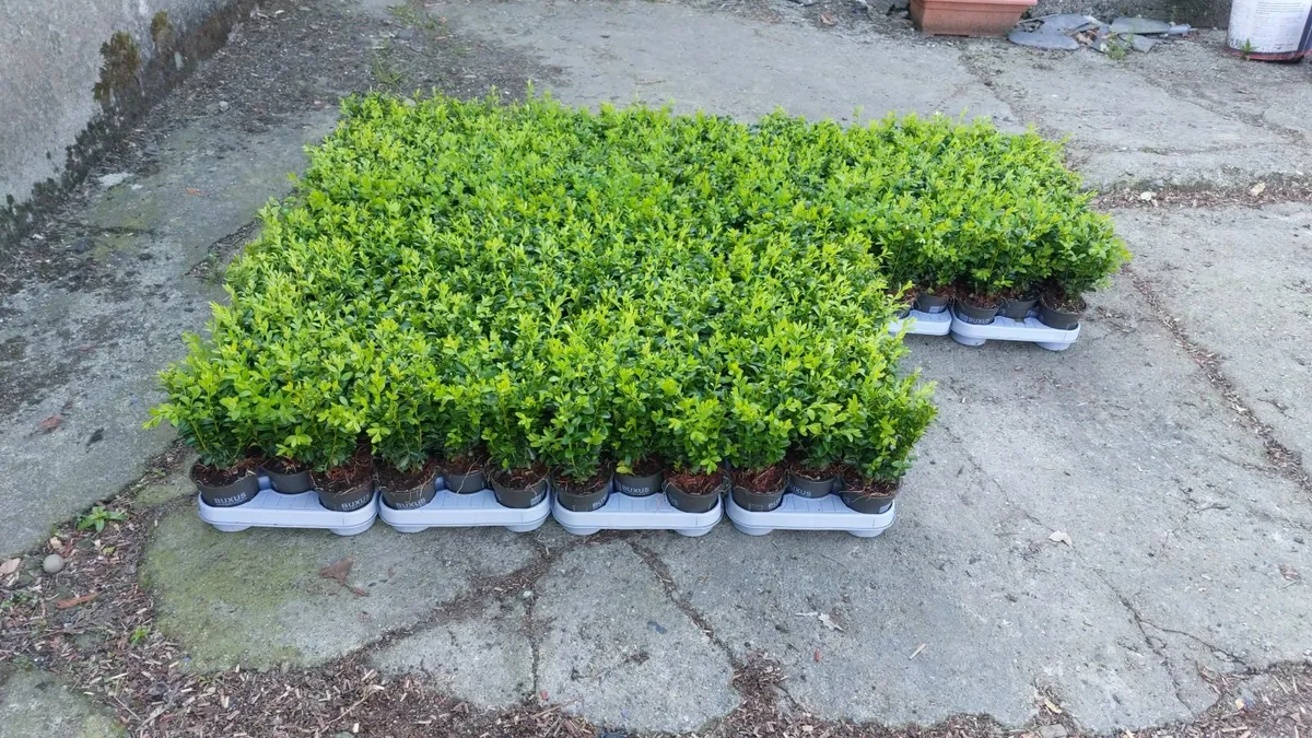 Box Hedging - Image 2