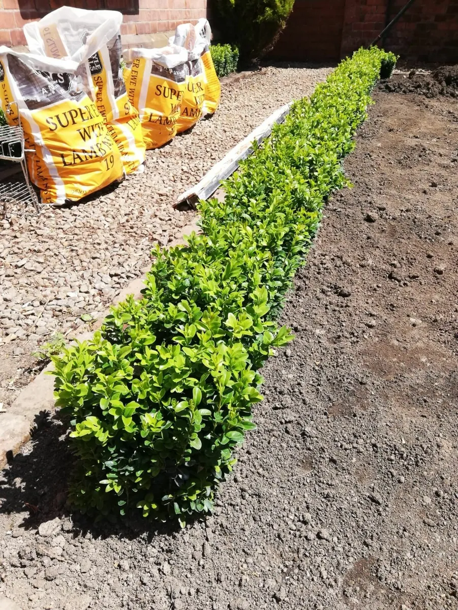 Box Hedging - Image 1