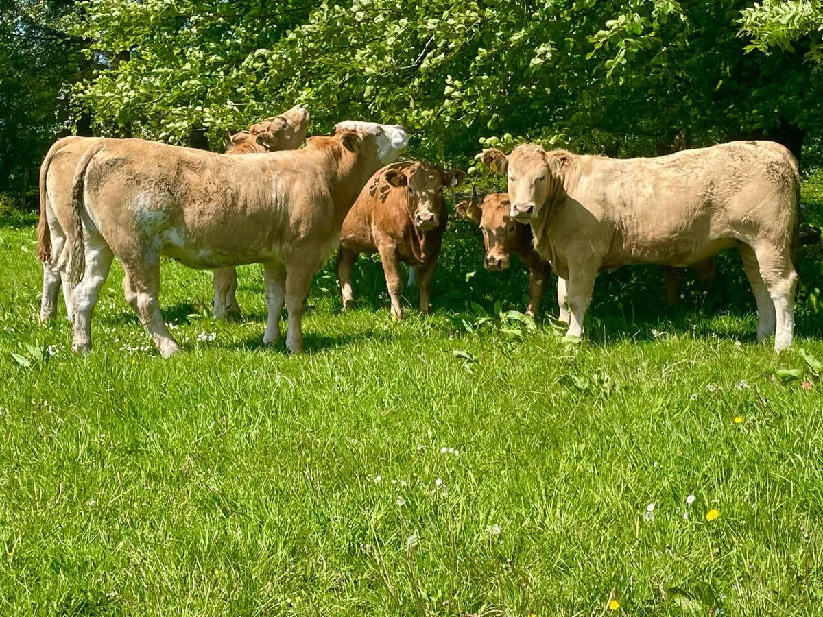 Bulling heifers - Image 1
