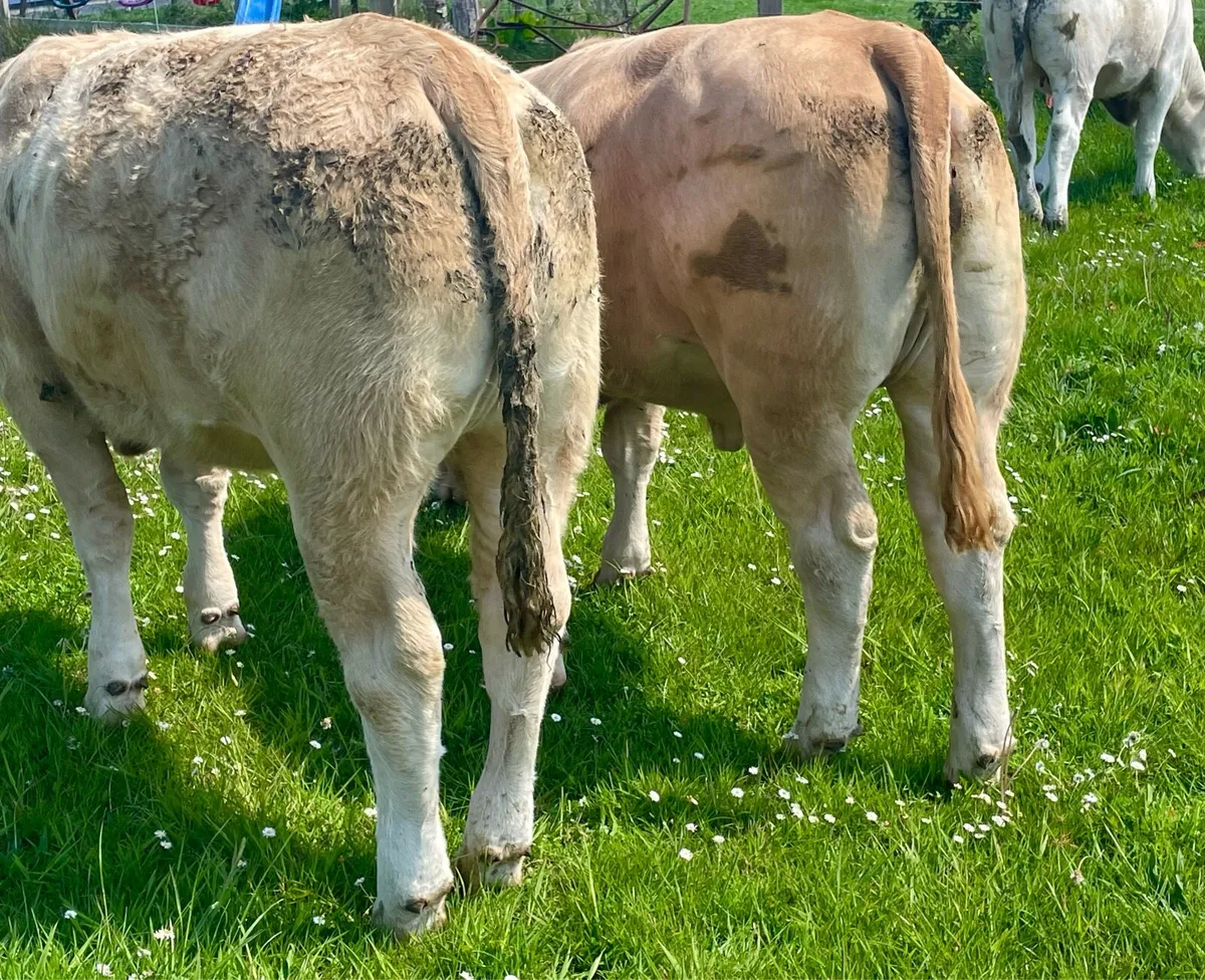 Bulling heifers - Image 2