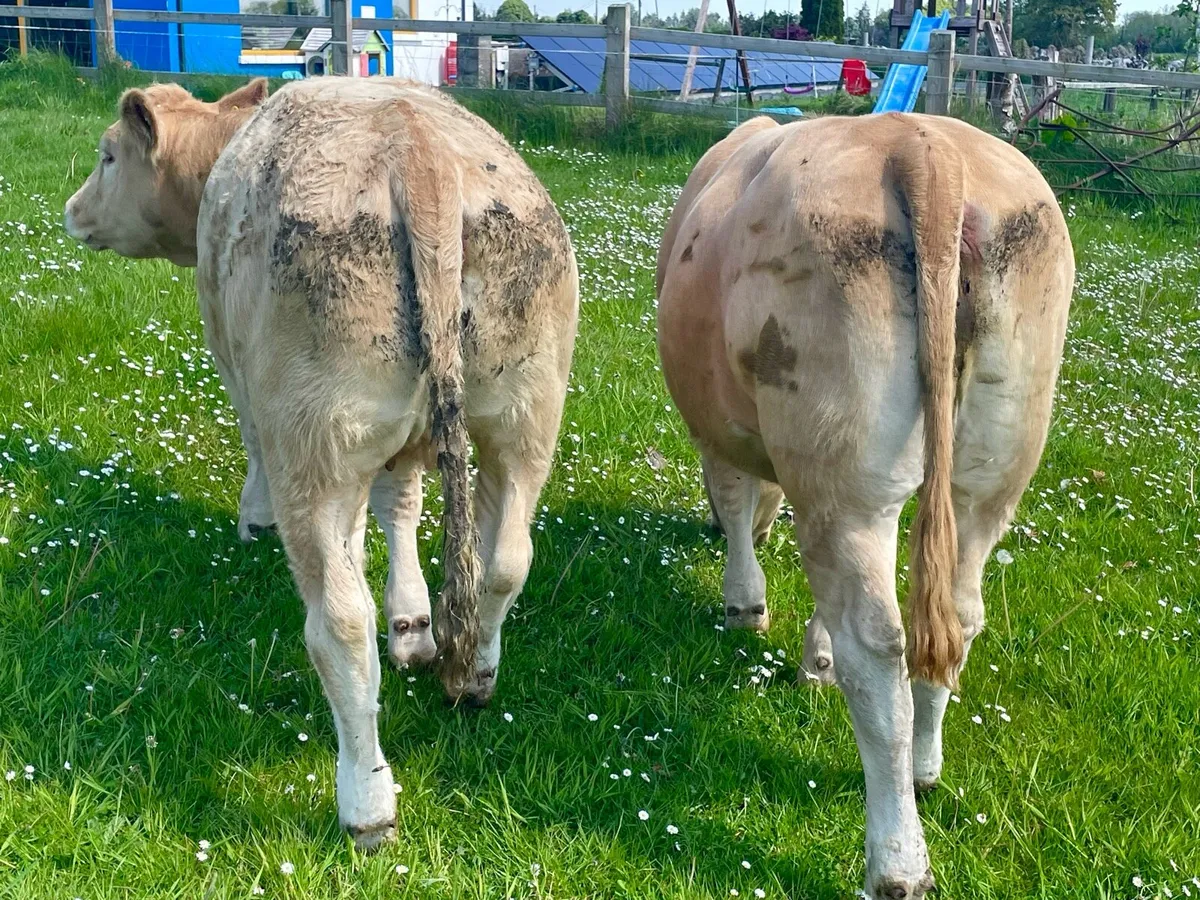 Bulling heifers - Image 3