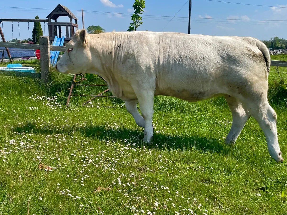 Bulling heifers - Image 4