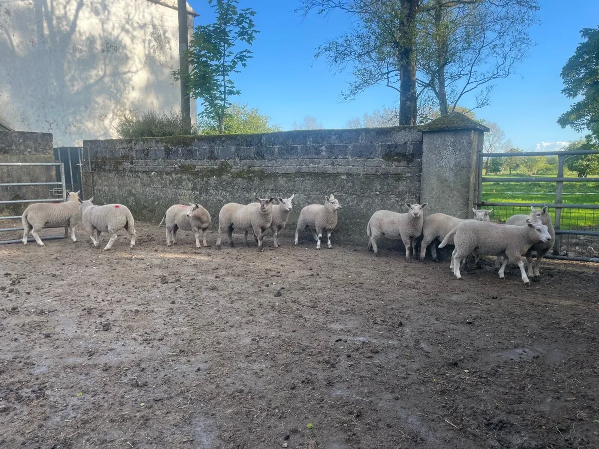 Breeding ewe lambs - Image 1