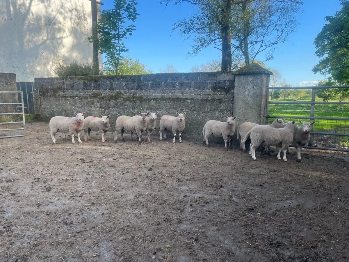 Breeding ewe lambs - Image 2