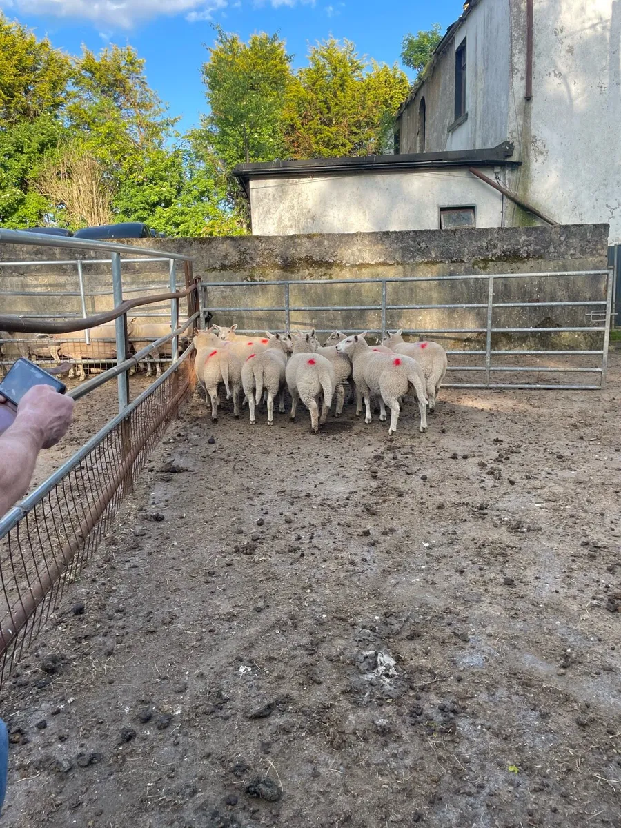Breeding ewe lambs - Image 3