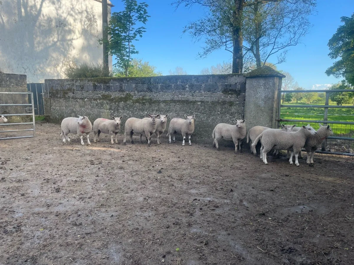 Breeding ewe lambs - Image 4