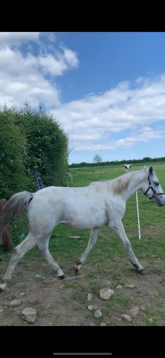 Cheeky Bobby Sparrow colt - Image 2