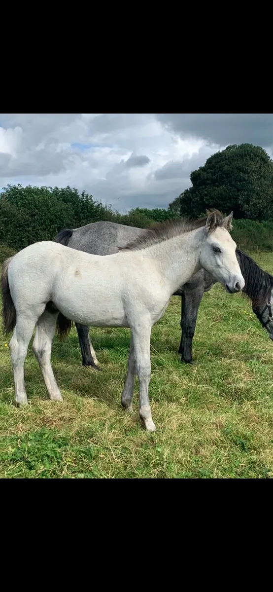 Cheeky Bobby Sparrow colt - Image 3