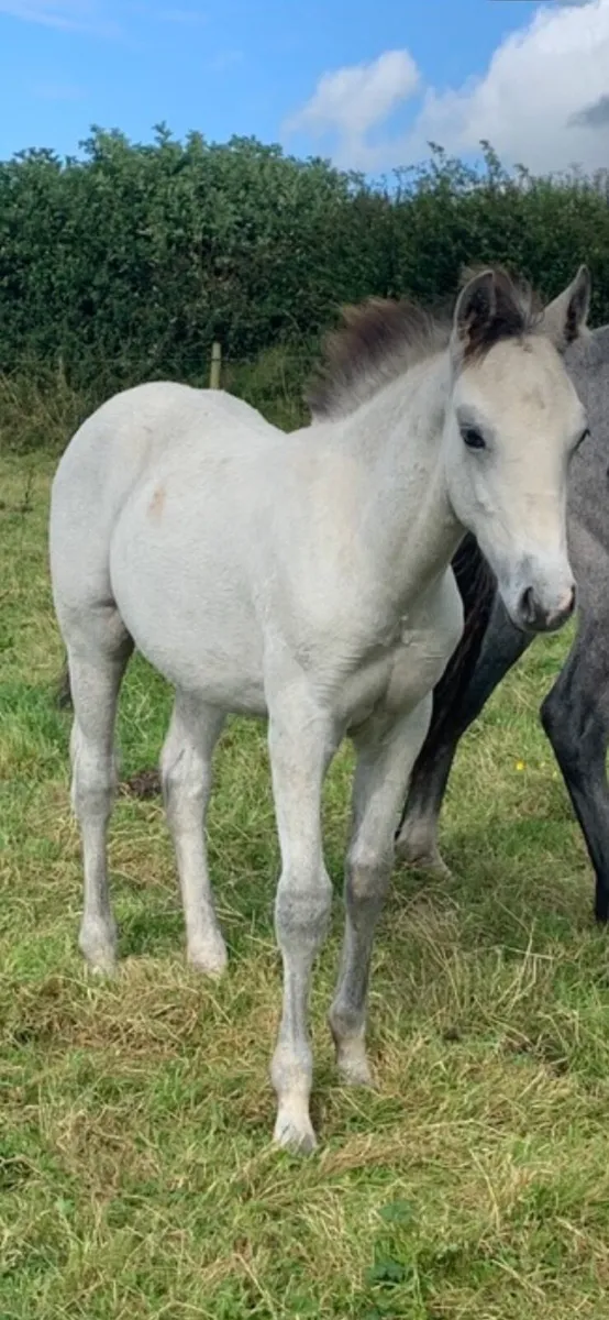 Cheeky Bobby Sparrow colt - Image 4