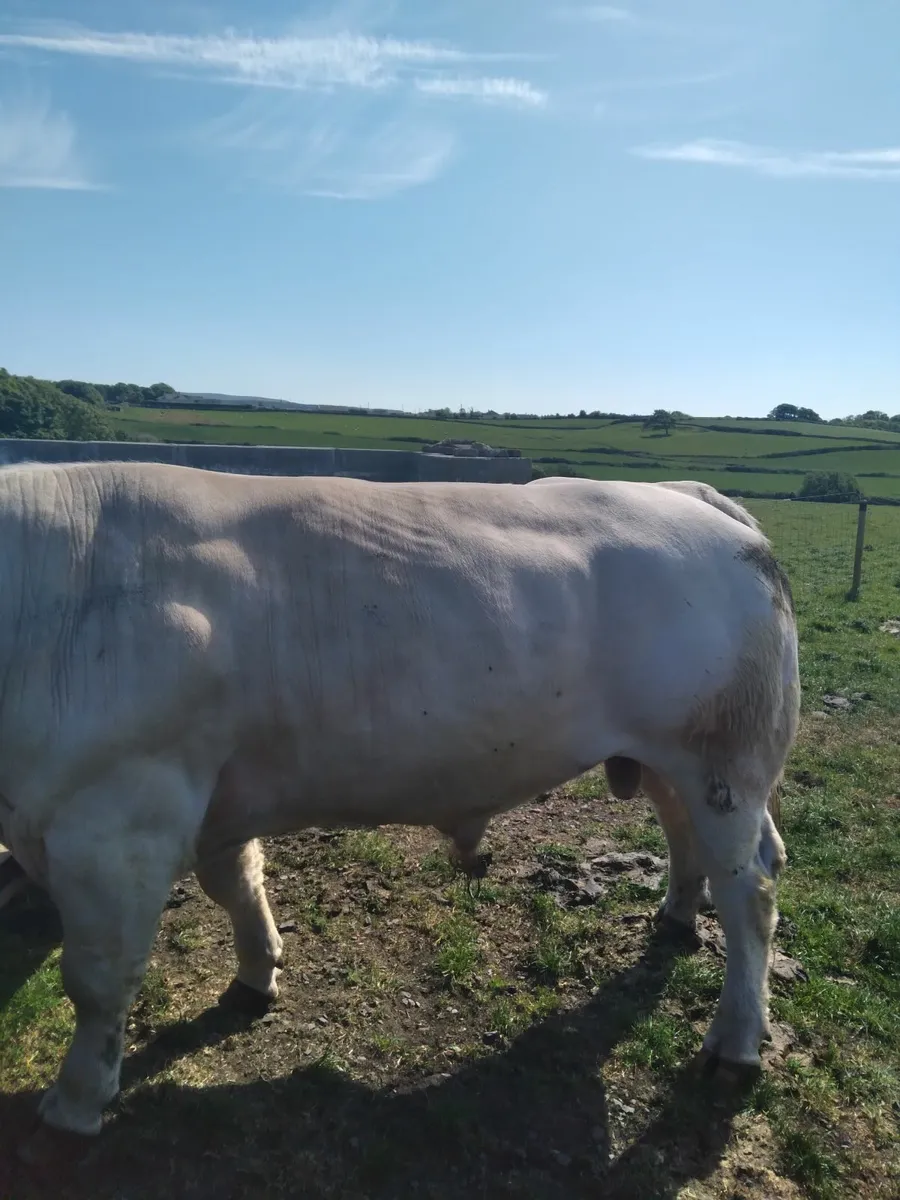 PB char 3 year old lapon bull.. - Image 1