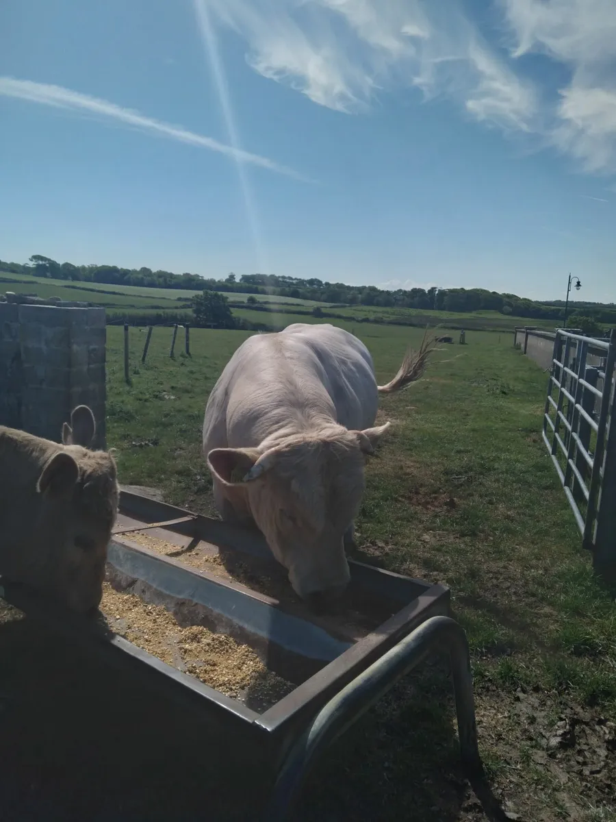 PB char 3 year old lapon bull.. - Image 4