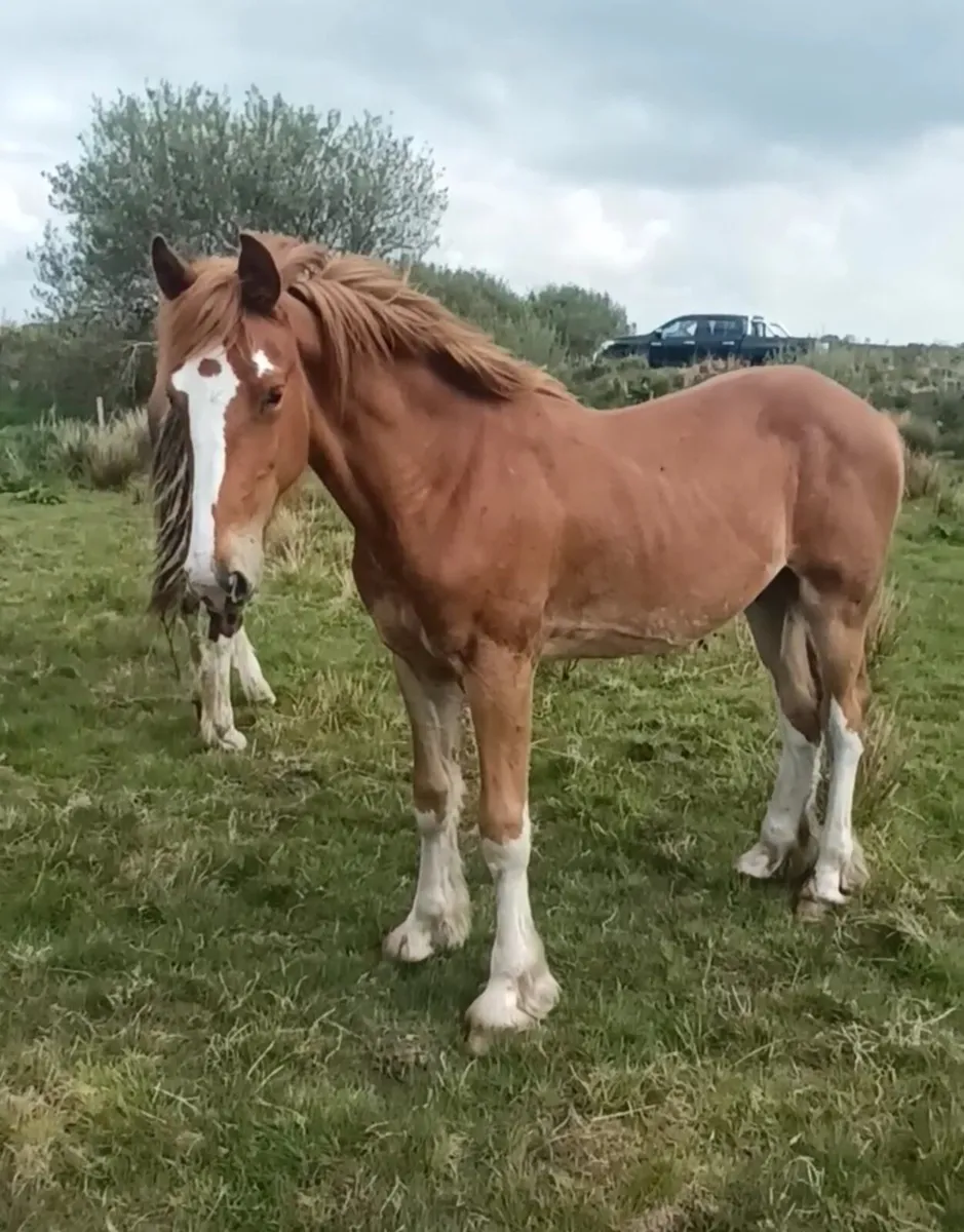 Stunning colt - Image 1