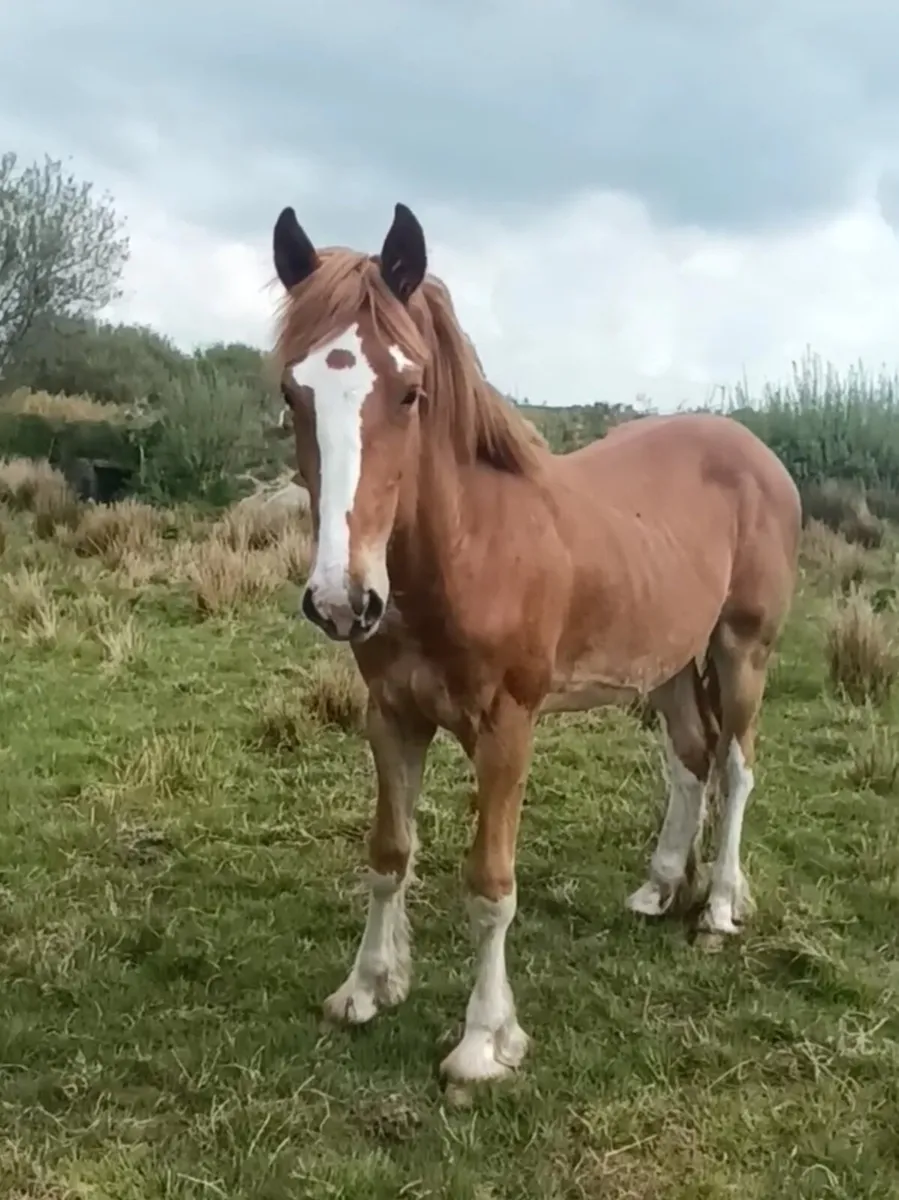 Stunning colt - Image 2