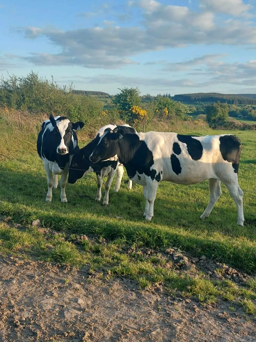 Freisen heifers