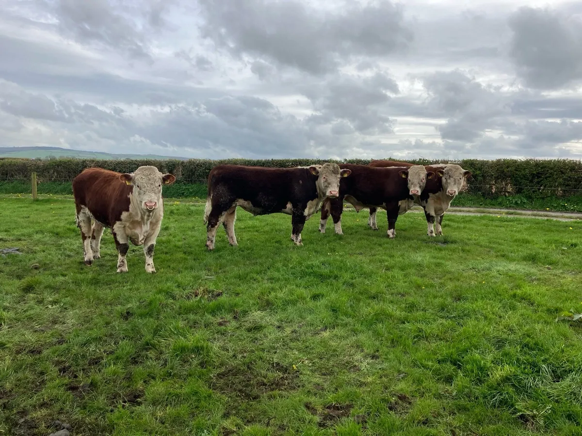 PB Hereford Bulls - Image 2