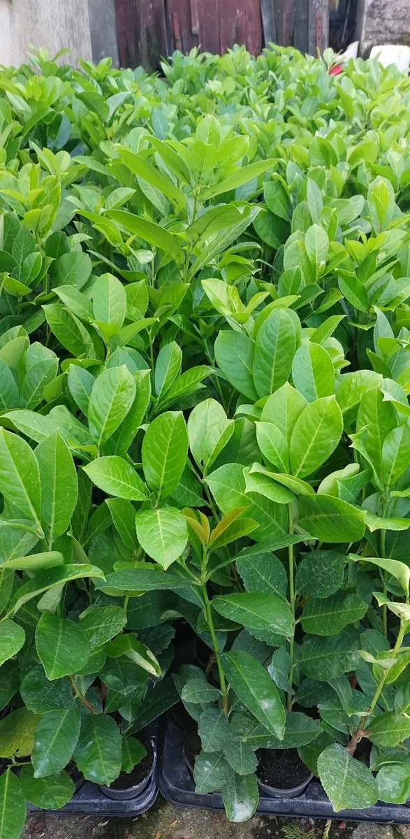 Laurel Hedging - Image 2