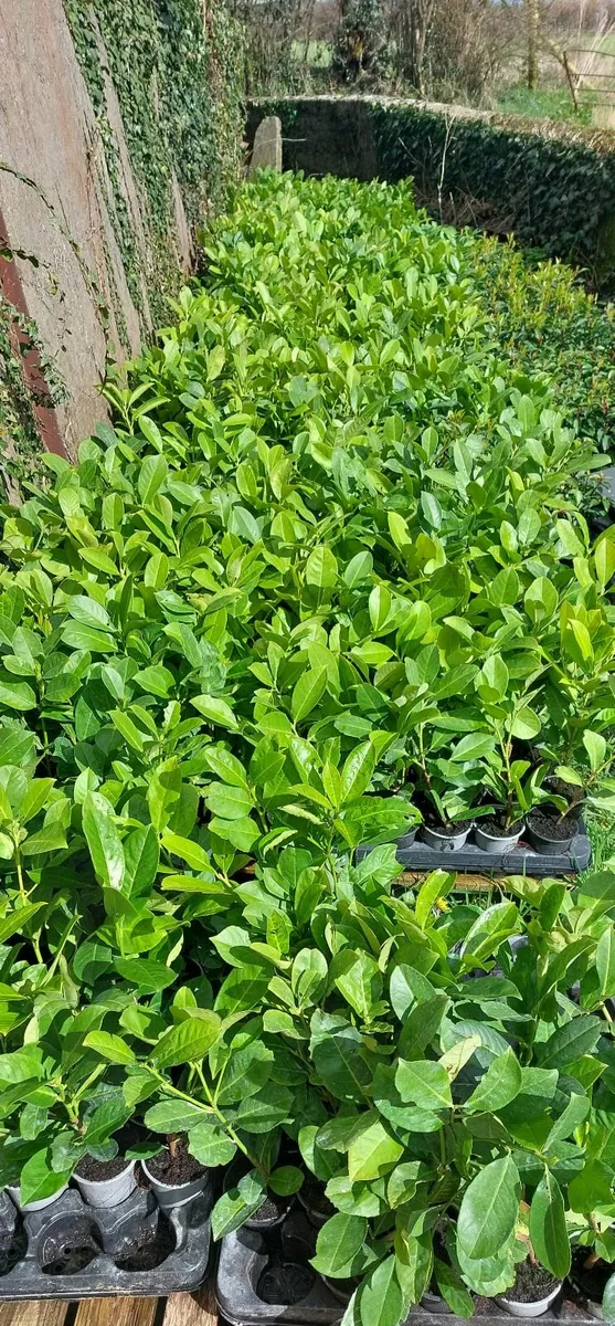 Laurel Hedging - Image 4