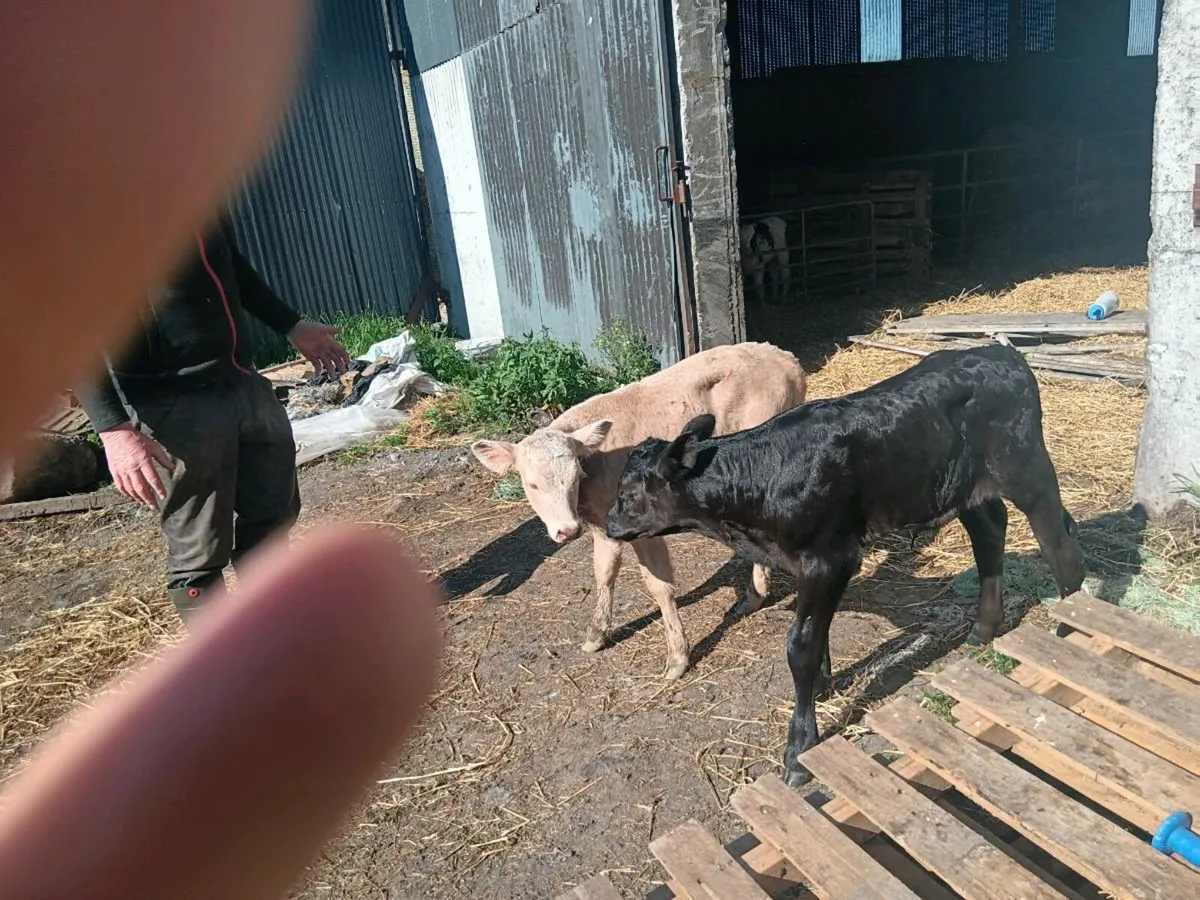 Lmx ch calves - Image 1