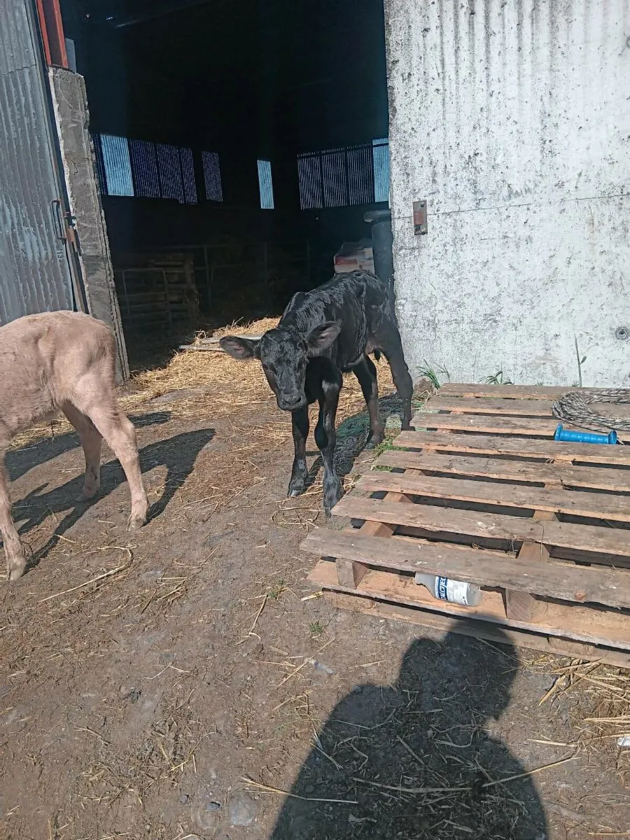 Lmx ch calves - Image 2