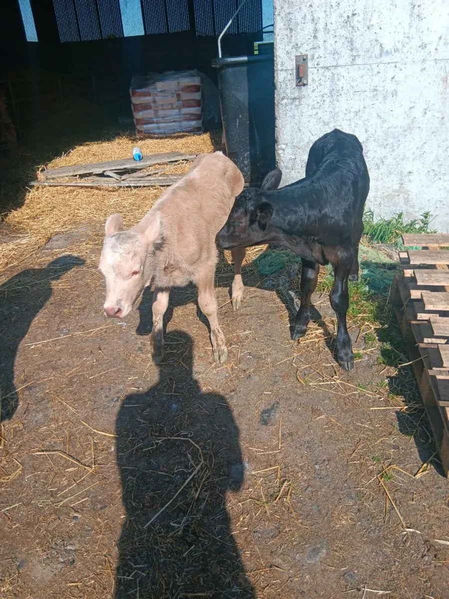 Lmx ch calves - Image 3
