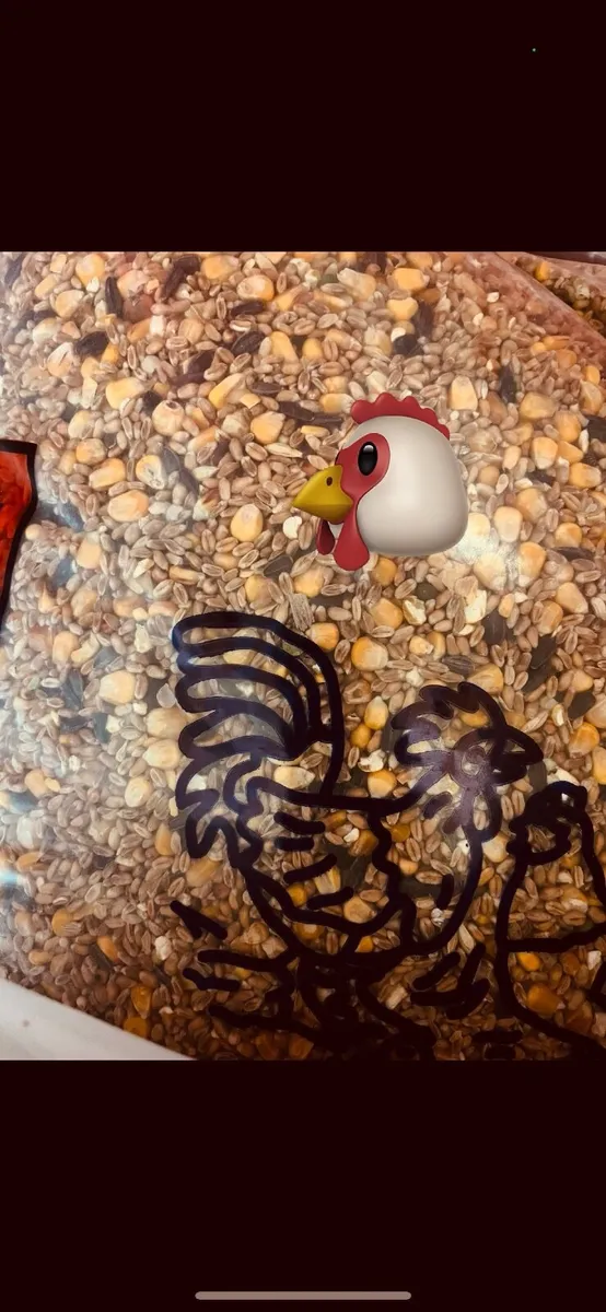 Rabbit / Guinea pig and chicken food - Image 3