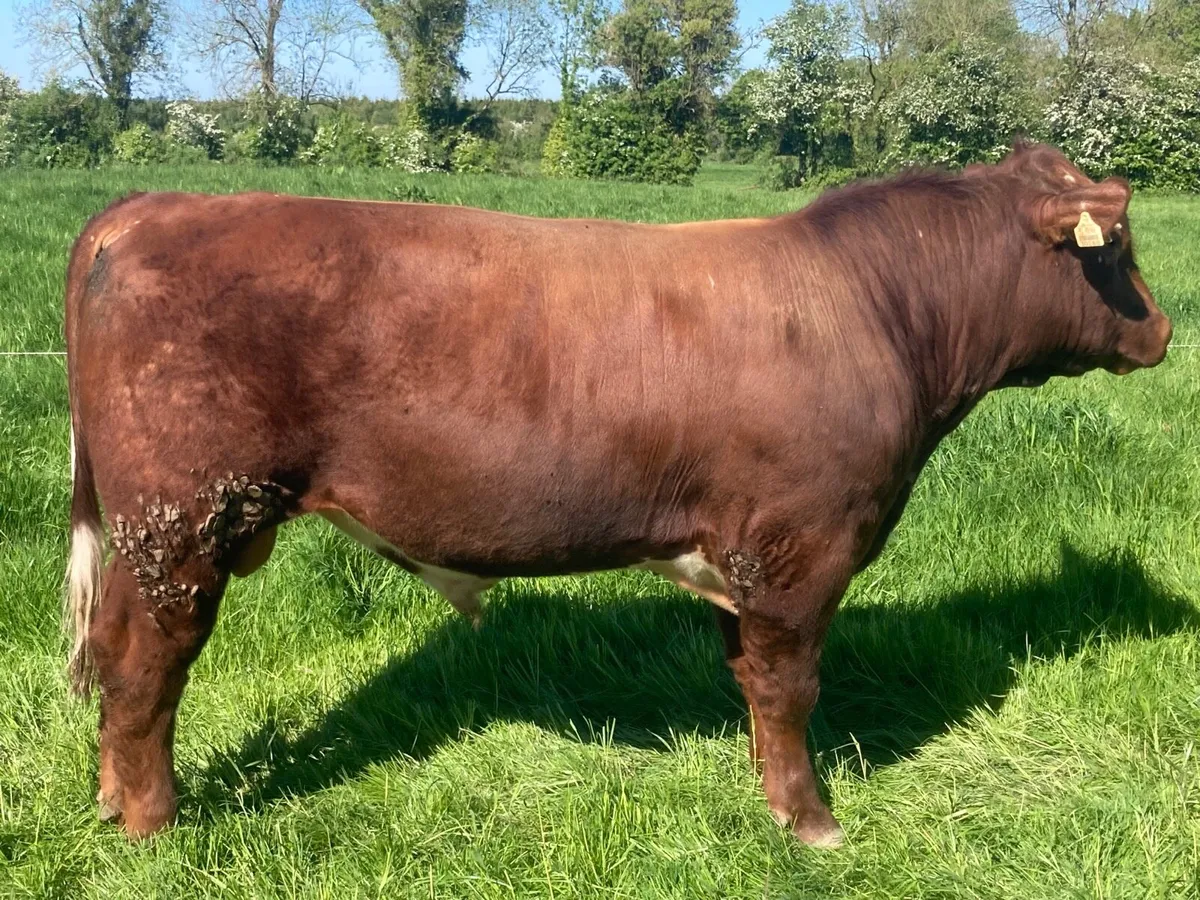 PB SH Bull ((15months old ) - Image 2