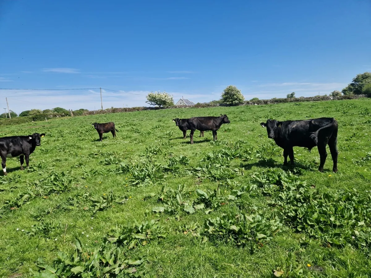 5 weanlings - Image 1