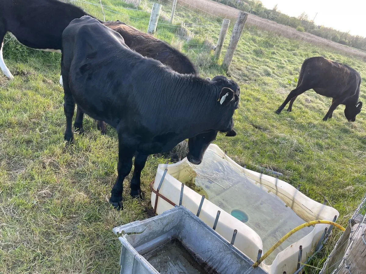 5 weanlings - Image 2
