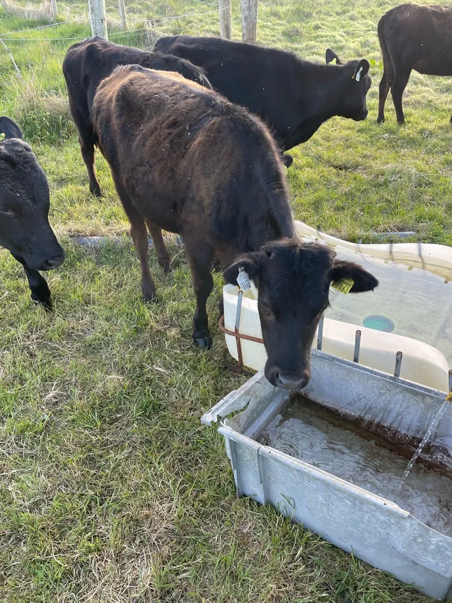 5 weanlings - Image 3