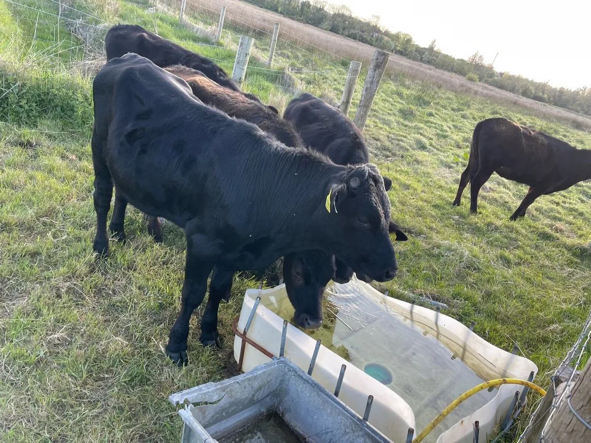 5 weanlings - Image 4