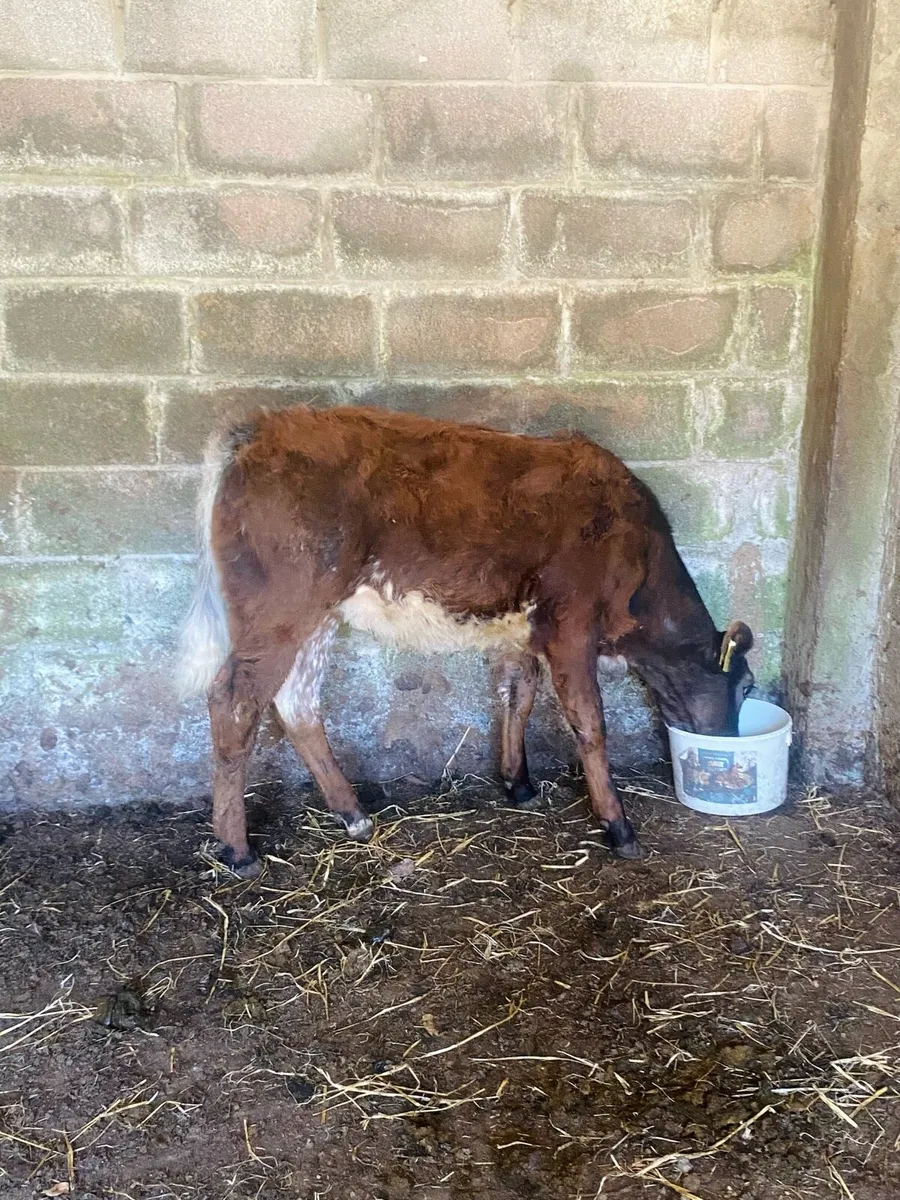 Super quality Hybrid Belgian blue heifer calf - Image 1