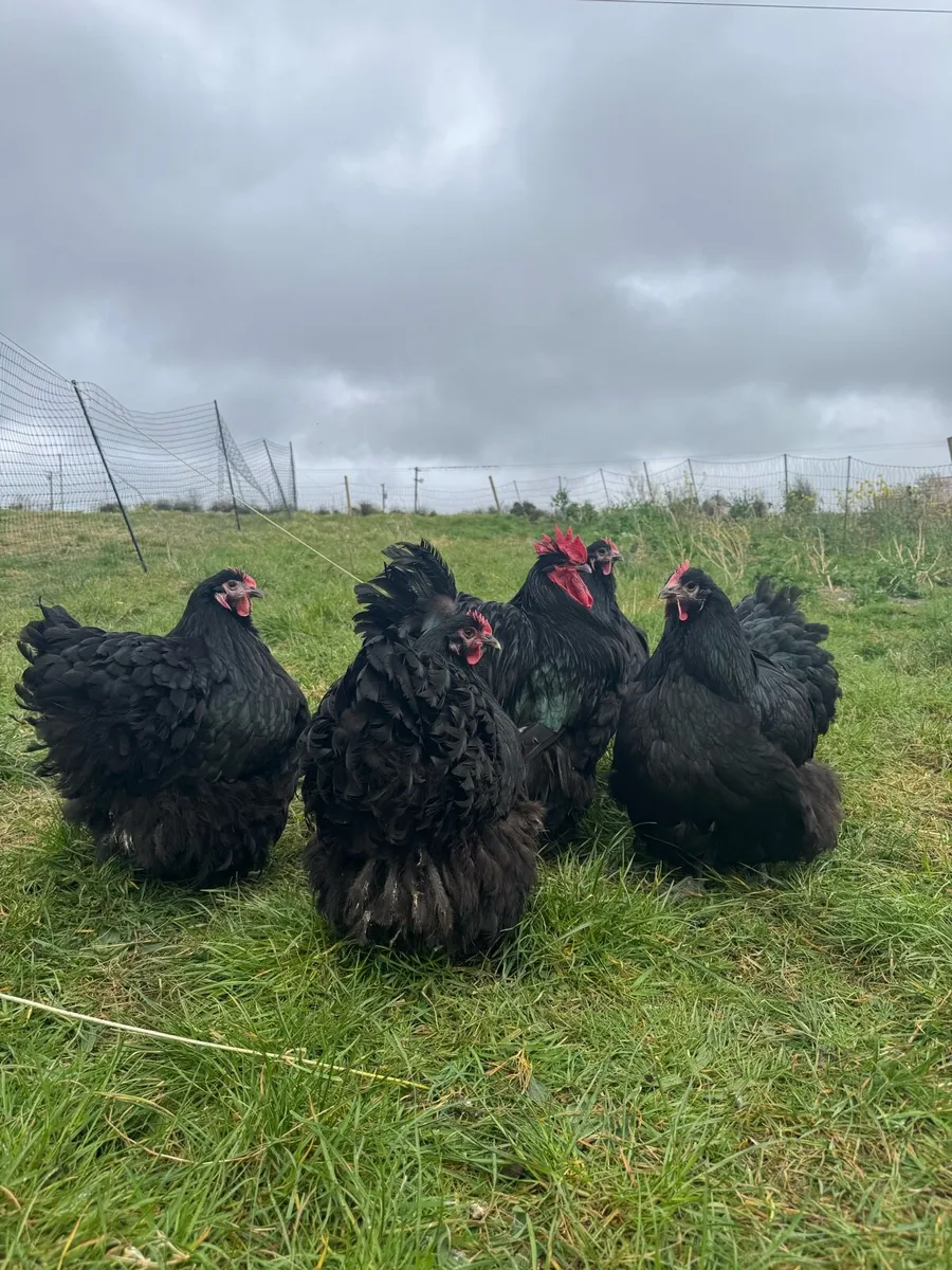 Large Fowl Black Orpington Hatching Eggs - Image 1
