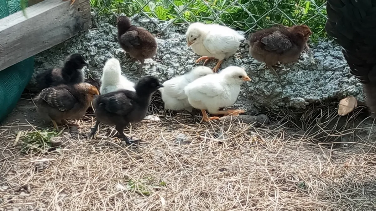 1 Week old Chicks  &  5  Week old Chicks - Image 1
