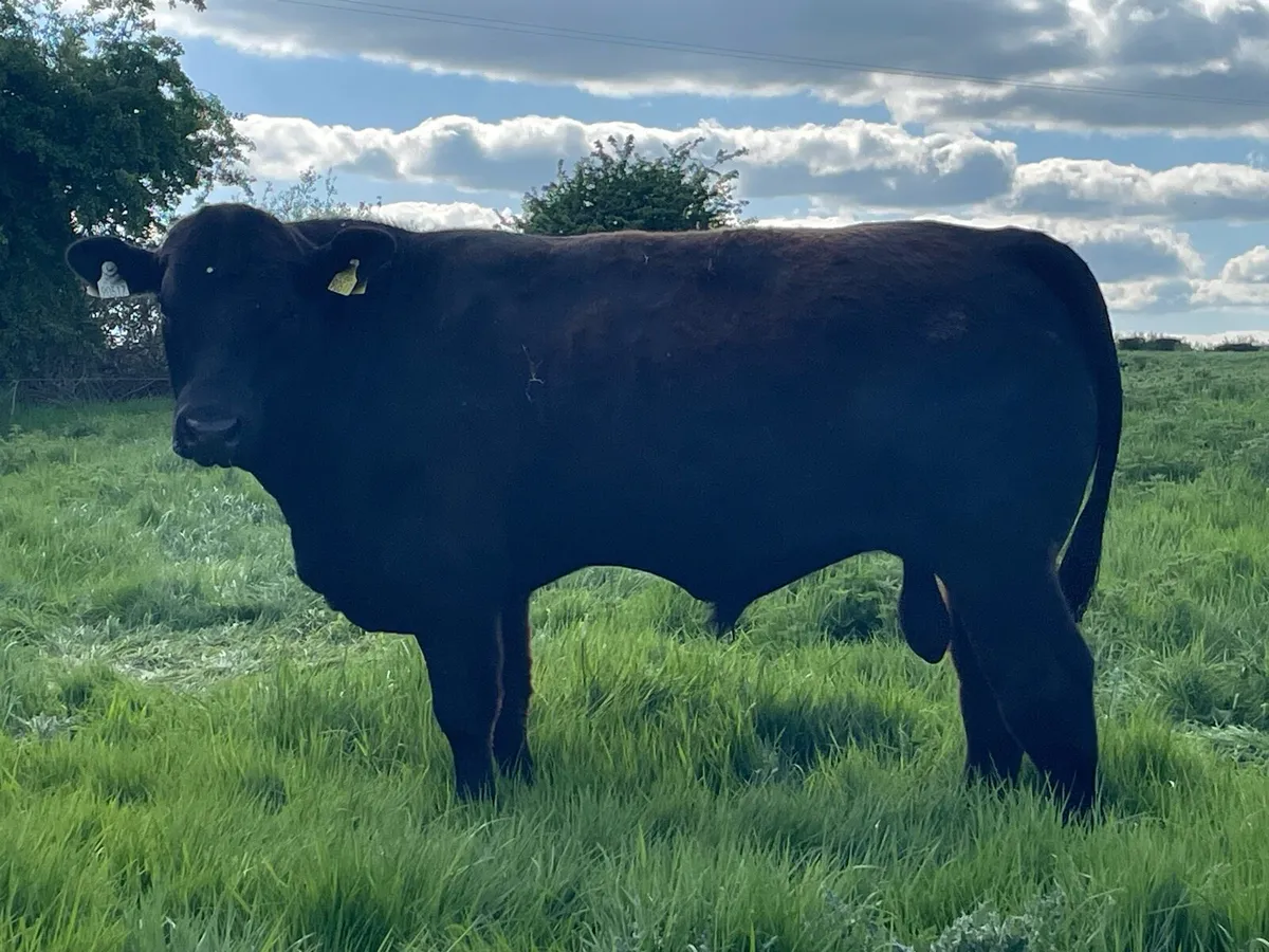 PBR AI bull Ballyjamesduff Mart 20th May - Image 1