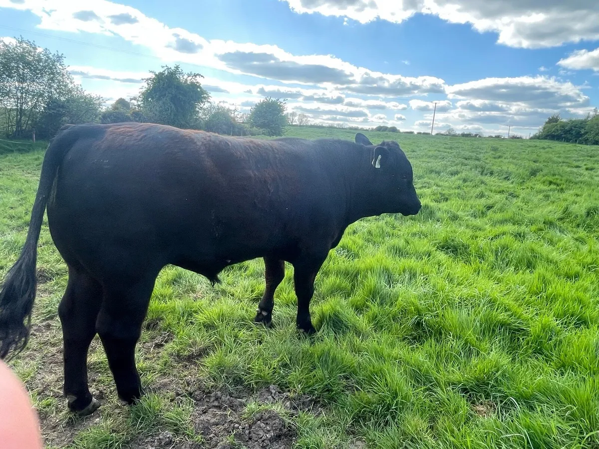 PBR AI bull Ballyjamesduff Mart 20th May - Image 2