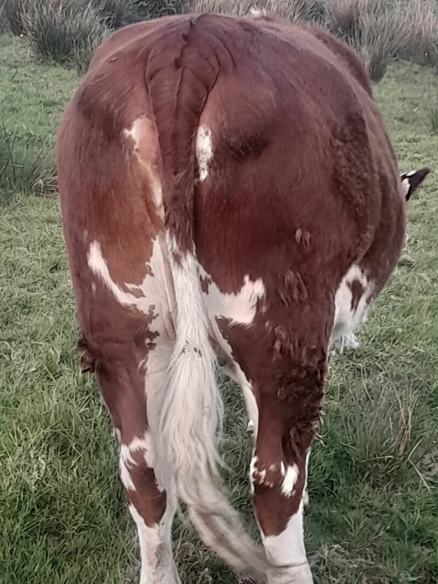Heifer - Image 2