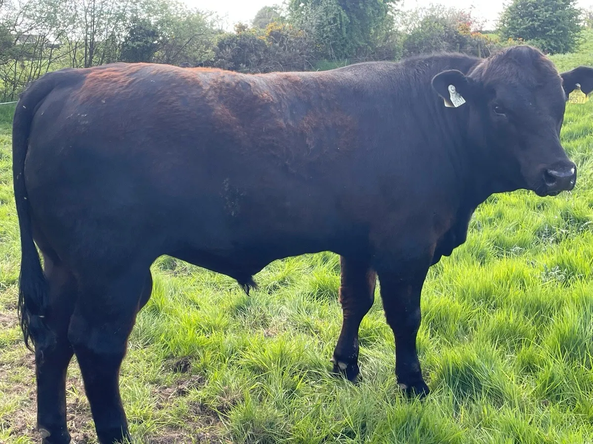 PBR AI bull Ballyjamesduff Mart 20th May - Image 3