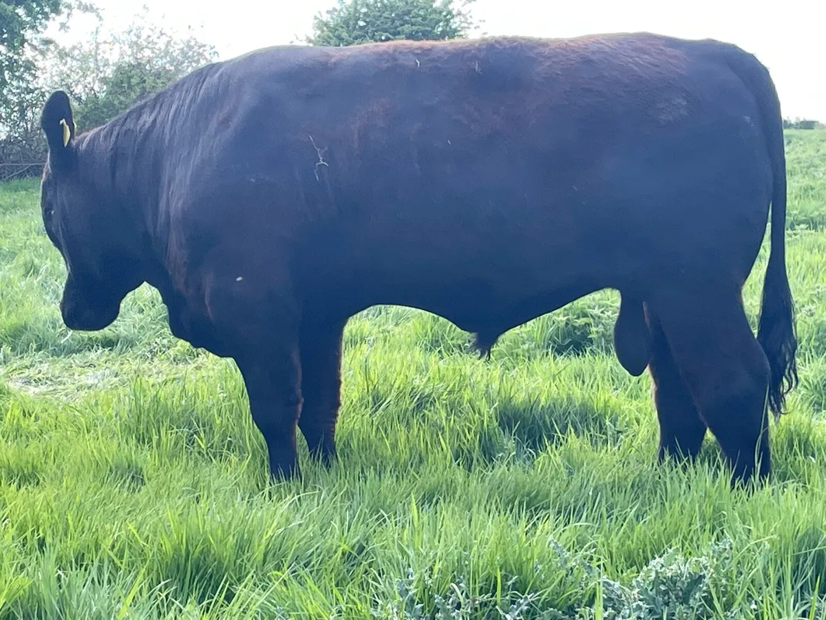 PBR AI bull Ballyjamesduff Mart 20th May - Image 4