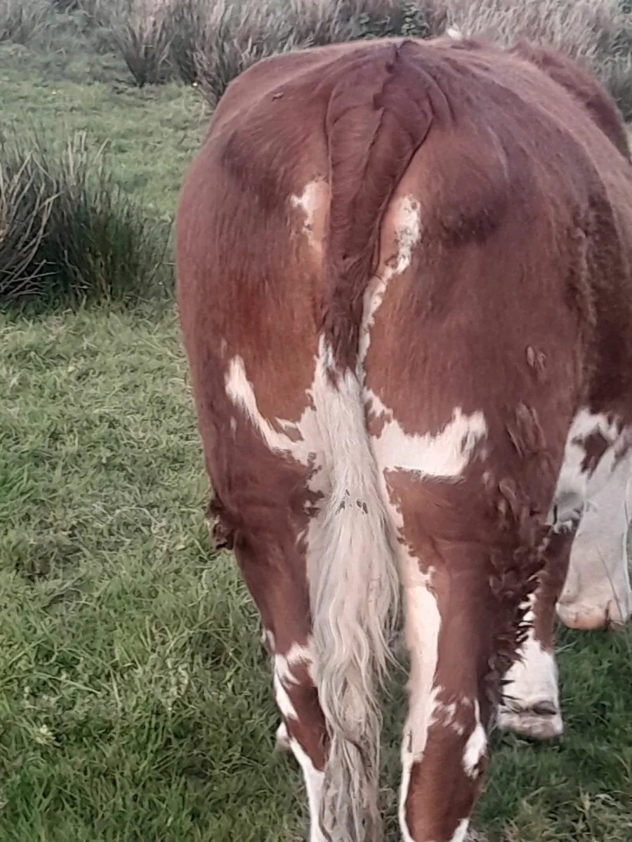 Heifer - Image 3